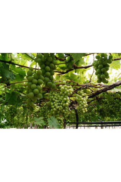 Vitis vinifera Aivengo